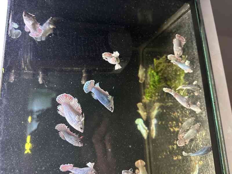 Bojovnice pestrá - betta - foto 6