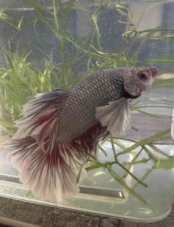Bojovnice pestrá - betta - foto 2