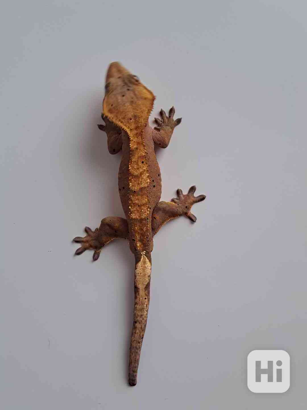 pagekon řasnatý - foto 1