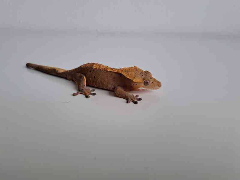 pagekon řasnatý - foto 2