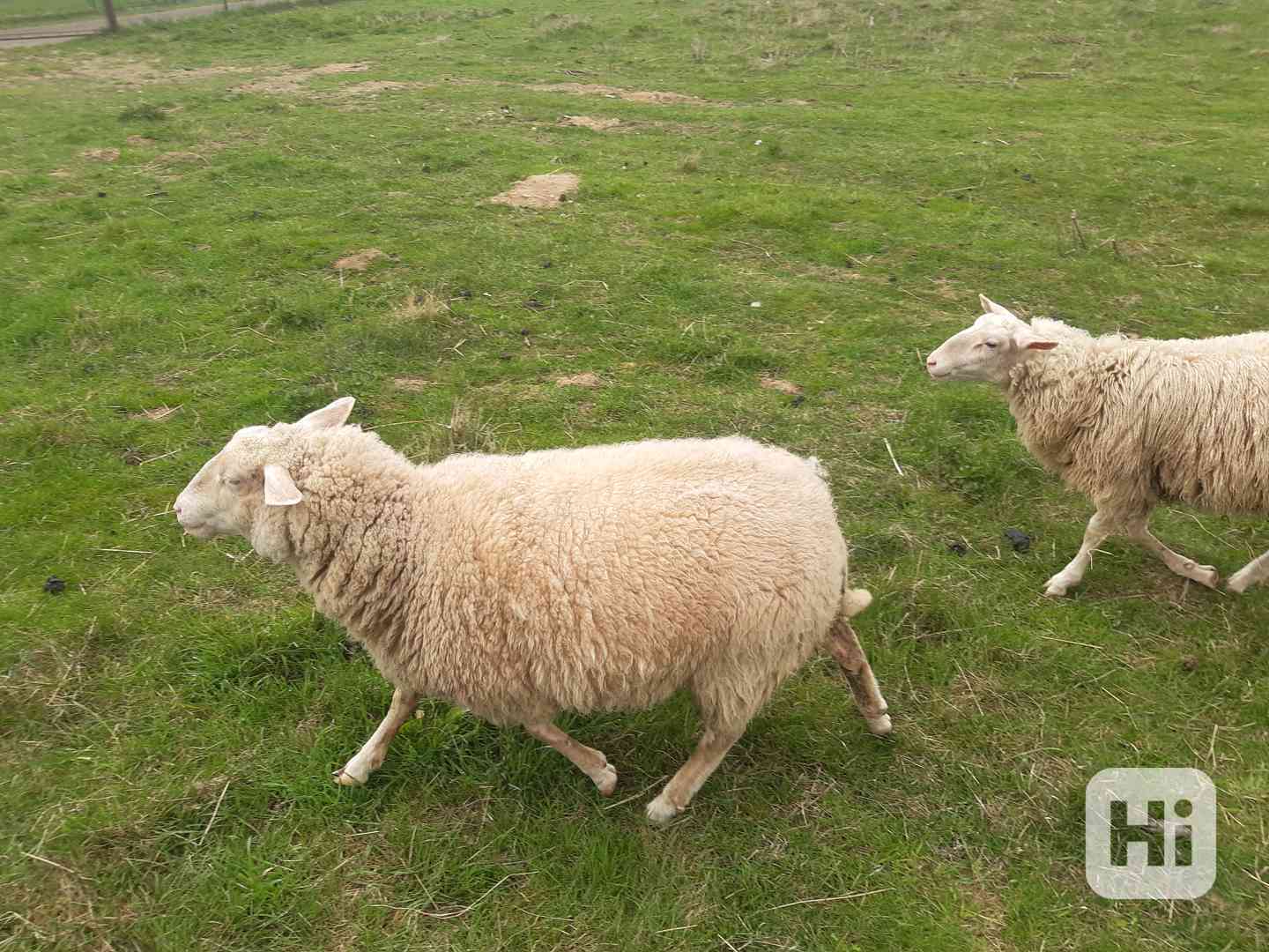 Prodám letošní beránky - foto 1