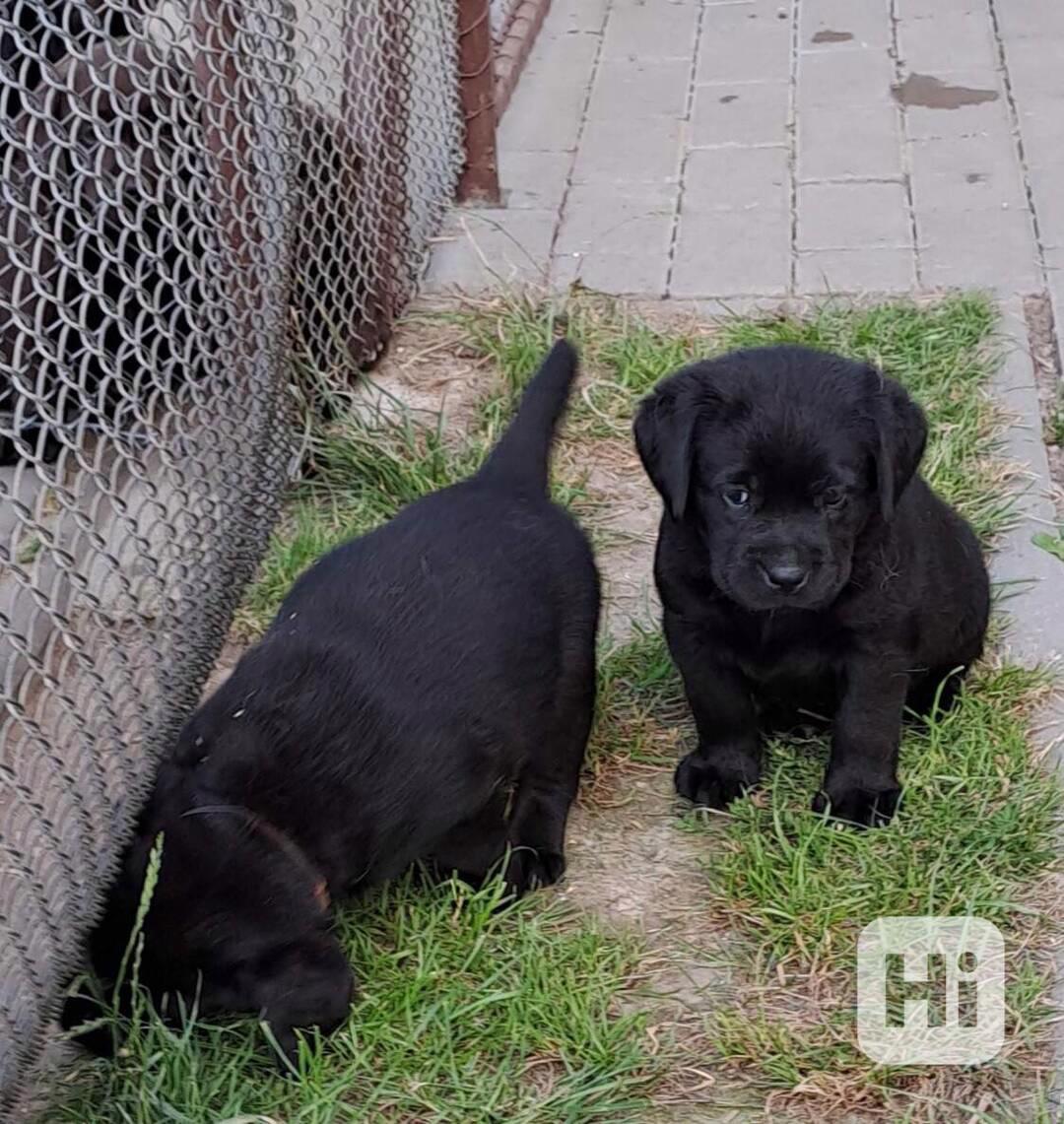 Černá štěňátka labradora s PP - foto 1