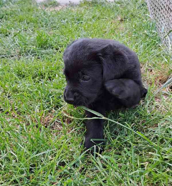 Černá štěňátka labradora s PP - foto 4