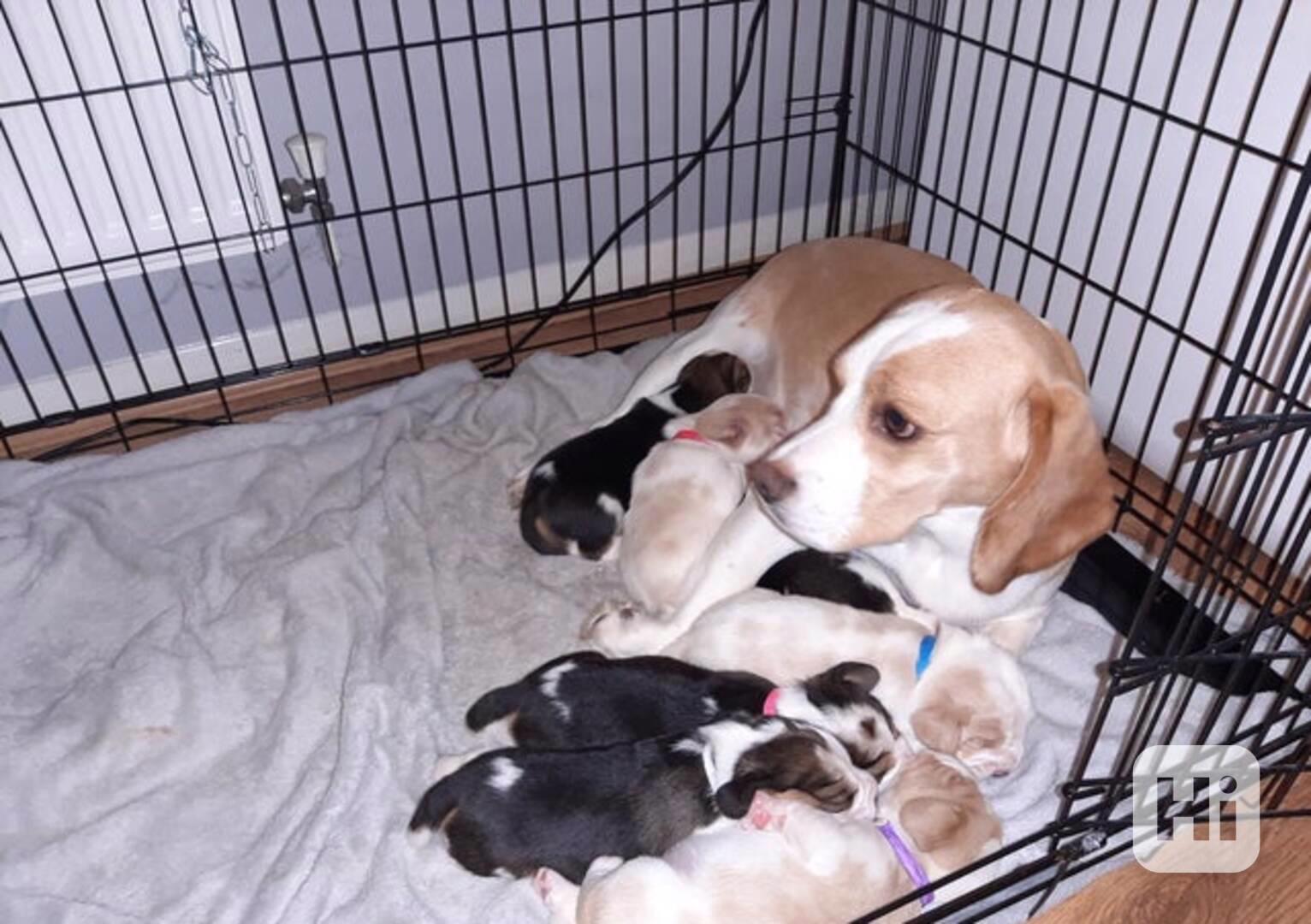 Rozkošná štěňata bígla na prodej - foto 1