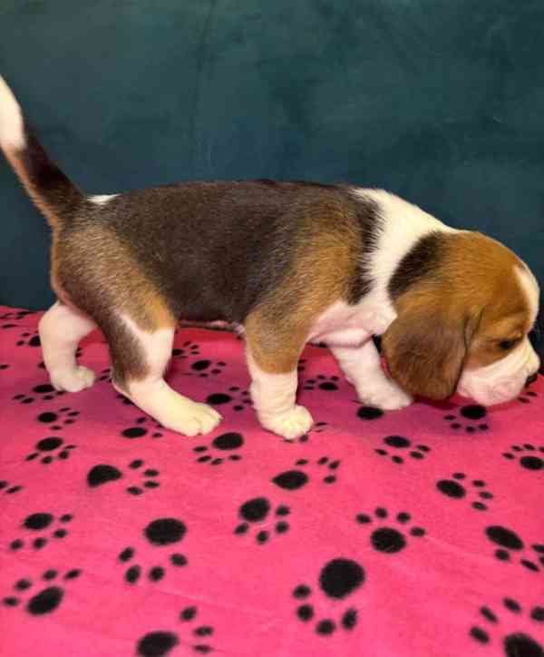 Rozkošná štěňata bígla na prodej - foto 4