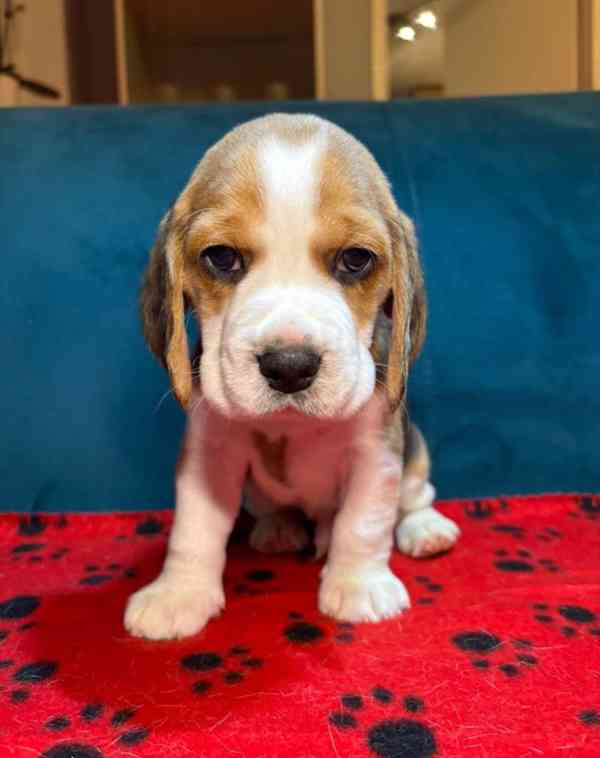 Rozkošná štěňata bígla na prodej - foto 5