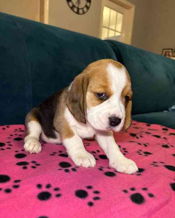 Rozkošná štěňata bígla na prodej - foto 3