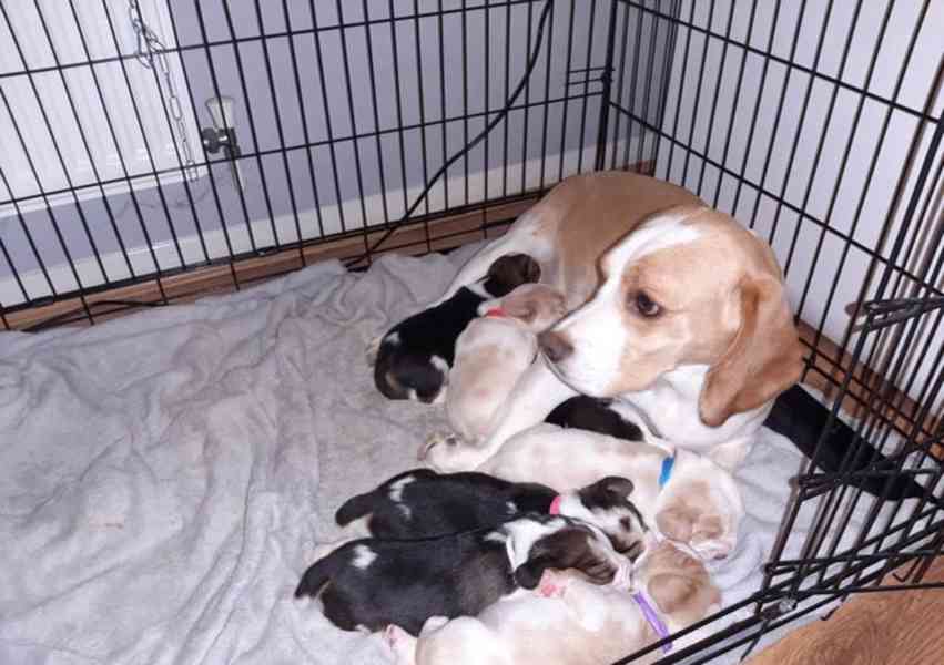 Rozkošná štěňata bígla na prodej - foto 1