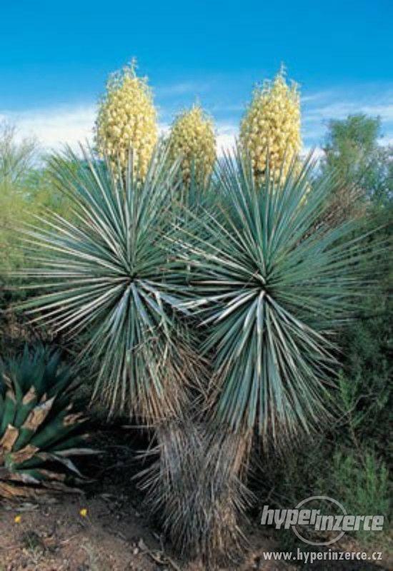 Yucca Ridiga - semena - foto 1
