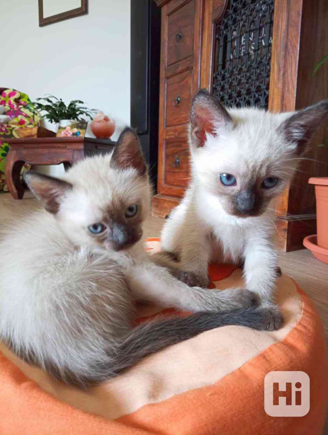 Siamská koťátka - foto 1