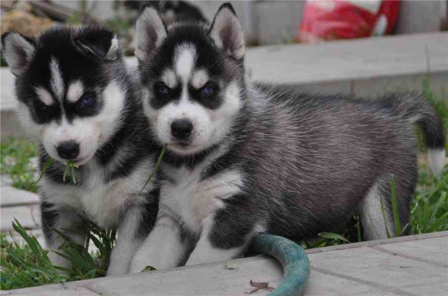 krásná štěňátka sibiřského huskyho k adopci - foto 1