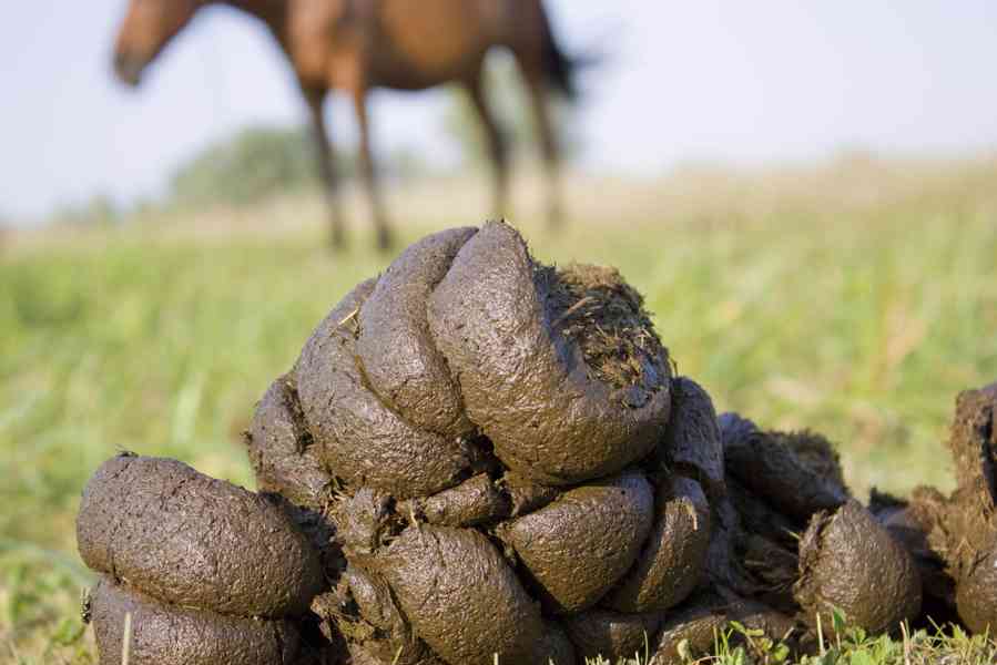 Nabízím koňský hnůj - bobky (skvělé hnojivo) - foto 1