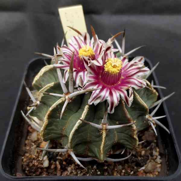 semena kaktus Echinofossulocactus coptonogonus - foto 1