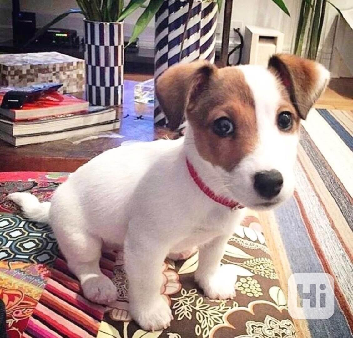 12 týdenní štěně jack russella k adopci zdarma   - foto 1