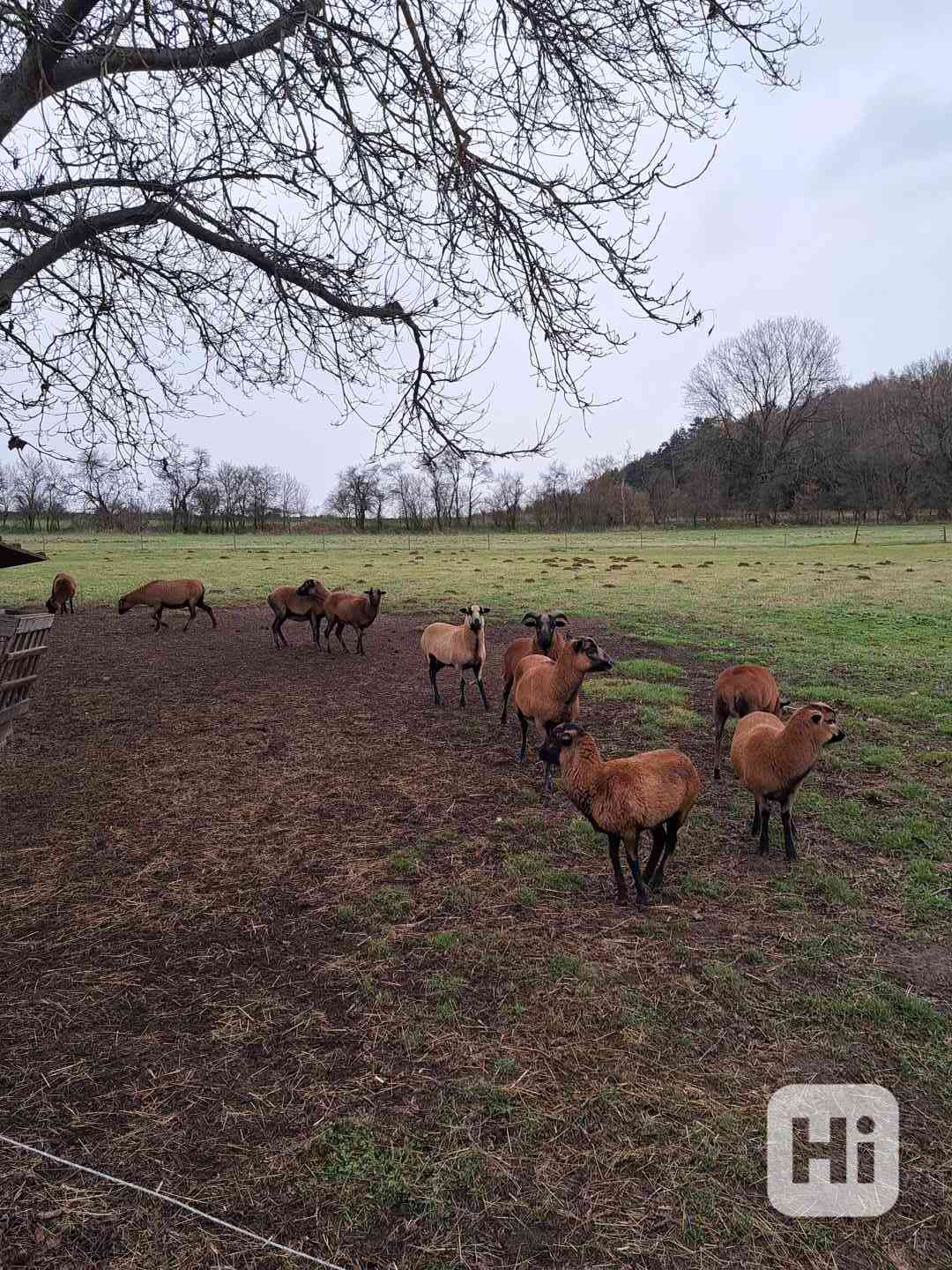 Kamerunské ovce na maso - foto 1