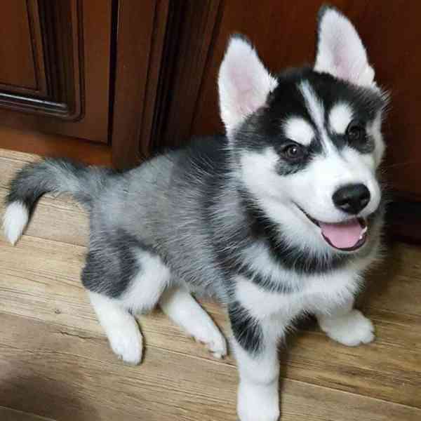 Nejokouzlující a nejrozkošnější štěňata huskyho - foto 1