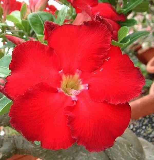 semena Adenium obesum red star Taiwan - foto 1