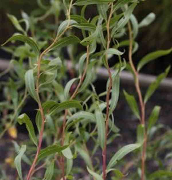 řízek Vrba kroucená (Salix erythroflexuosa) - foto 1