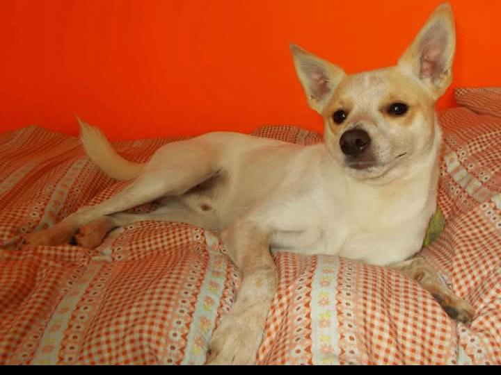 Darují psa - foto 6