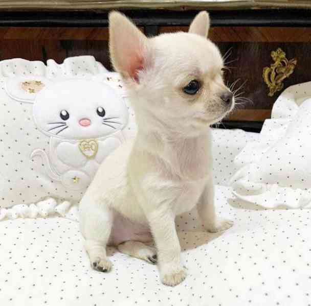 Čivava s PP mini krátkosrstý - foto 1