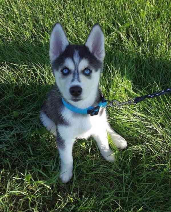 Zdarma dárek štěňata sibiřského huskyho k adopci  - foto 2