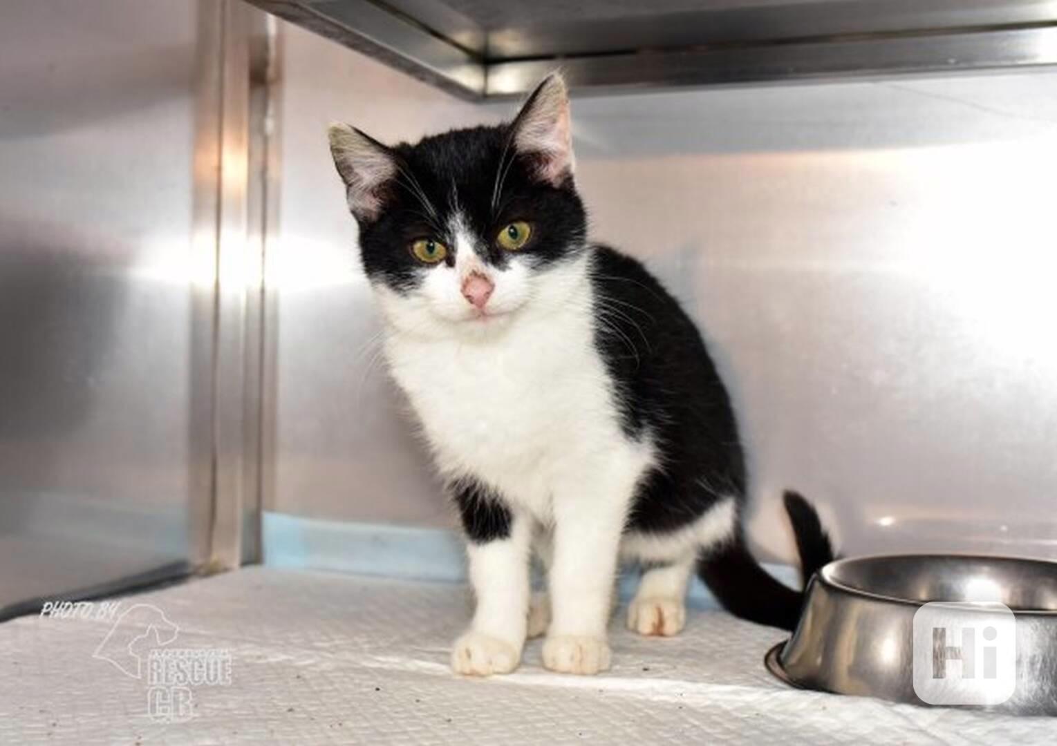 Darujeme kotě - foto 1