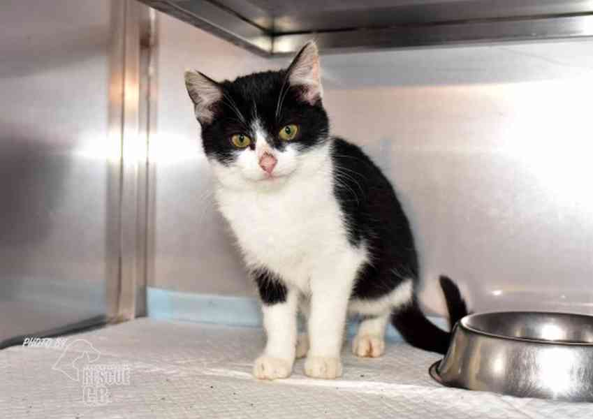 Darujeme kotě - foto 1