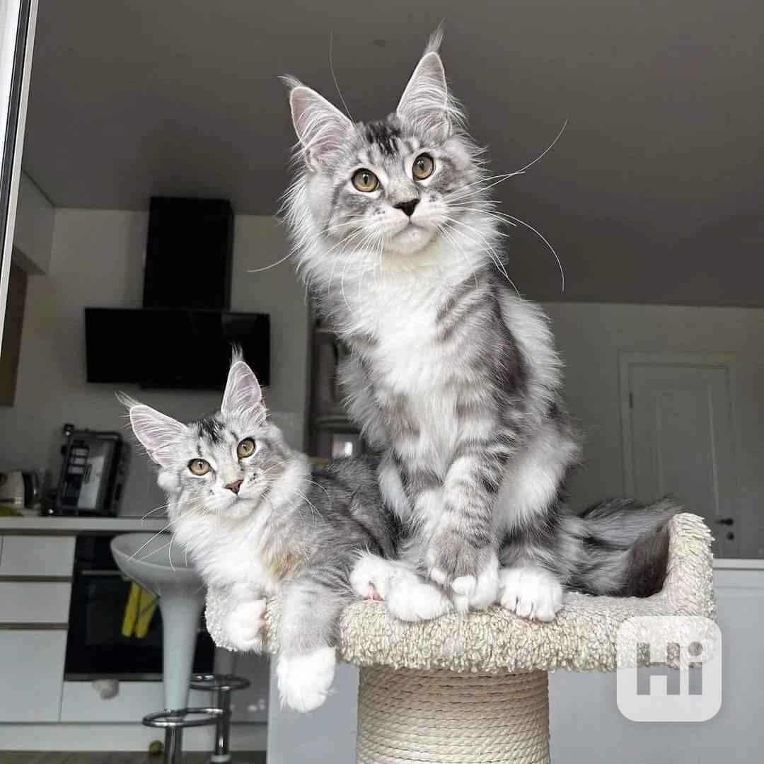 Bílý Mainská mývalí kotě plný rodokmen - foto 1