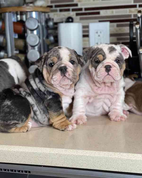 mini bulldog - foto 3