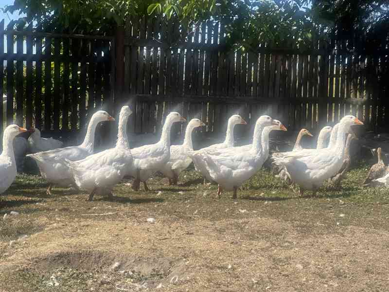 Husa - foto 2