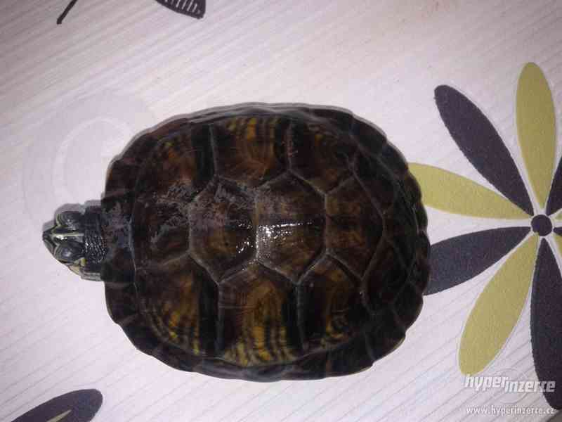 Vodní želva - foto 2