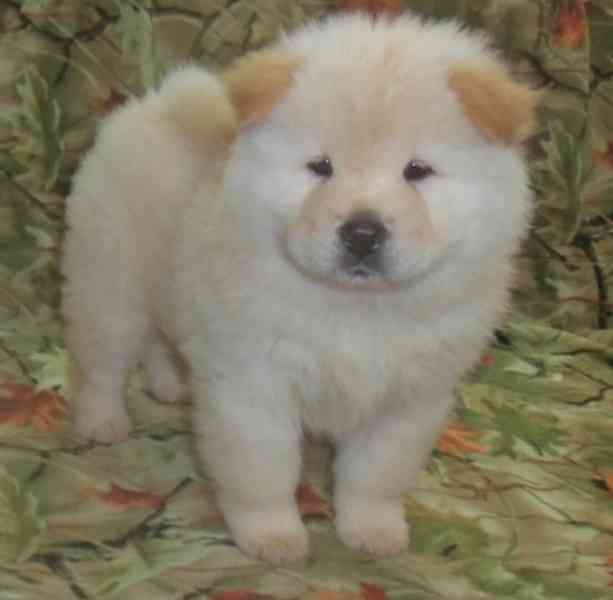 Štěňata čau-čau - foto 1