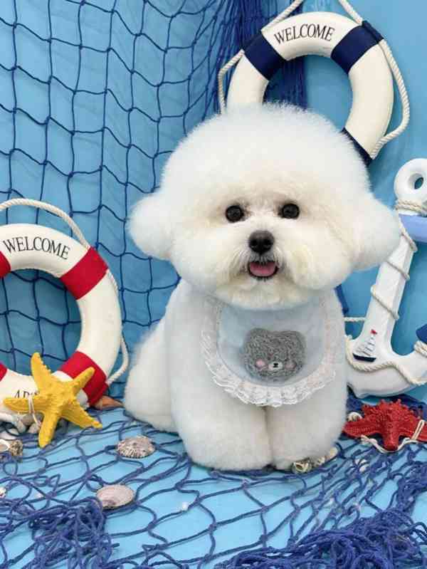 Volná štěňata pejska a fenky bišonka k adopci   - foto 1