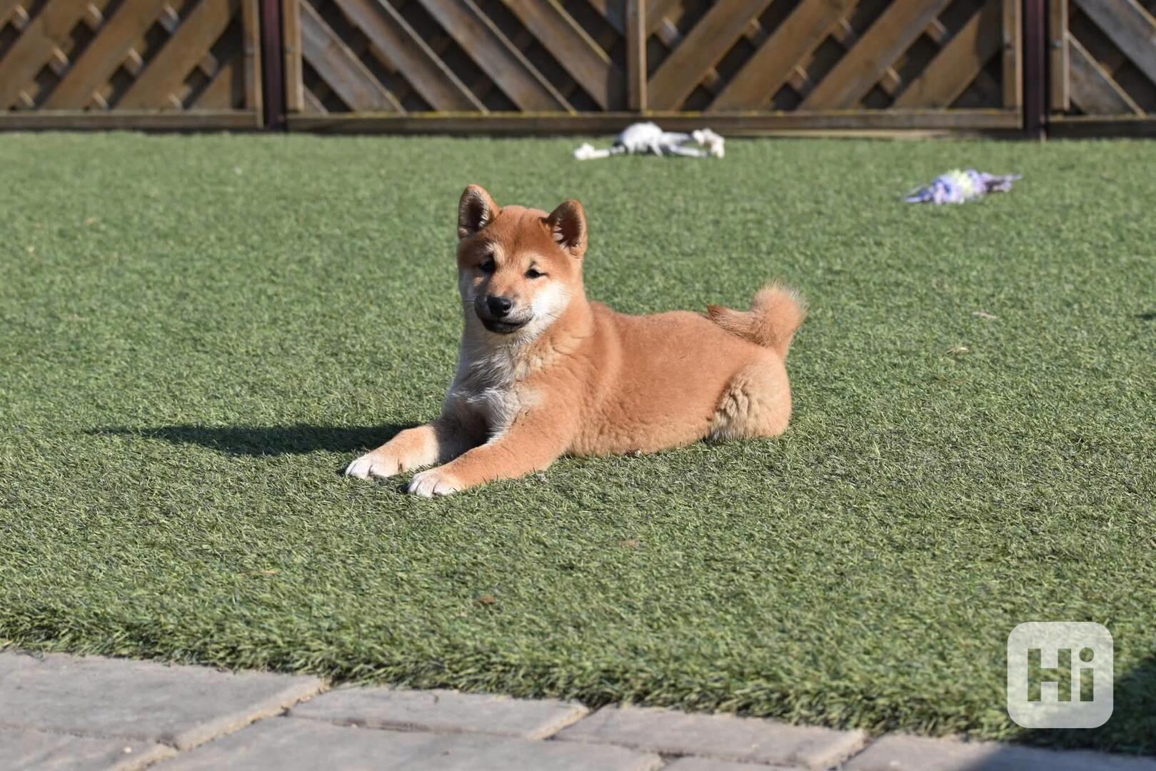 (samci a samice) Štěňata Shiba Inu  - foto 1