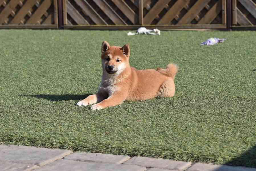 (samci a samice) Štěňata Shiba Inu  - foto 1