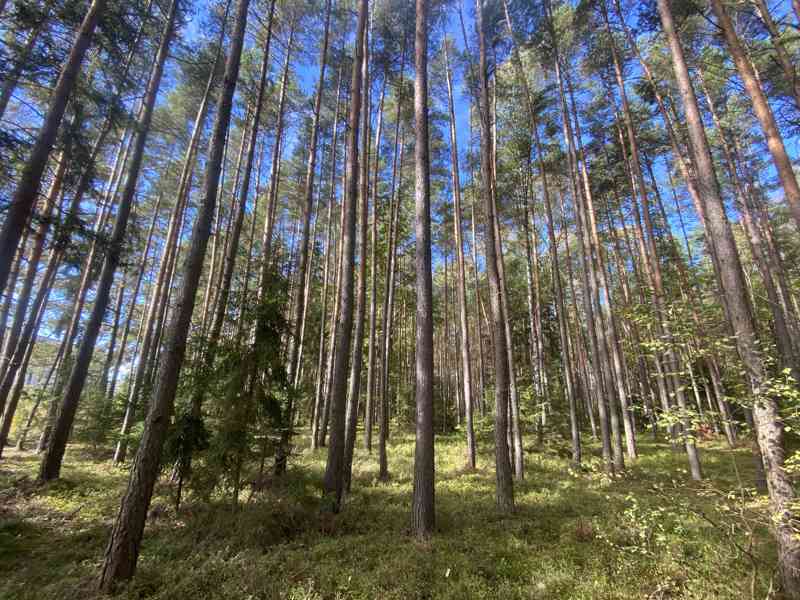 Lesní pozemek Žíšov u Veselí nad Lužnicí - foto 2