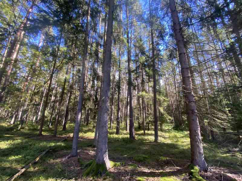 Lesní pozemek Žíšov u Veselí nad Lužnicí - foto 10