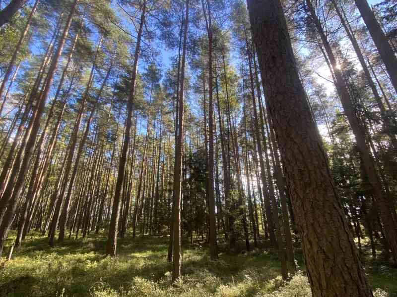 Lesní pozemek Žíšov u Veselí nad Lužnicí - foto 7