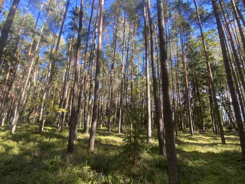 Lesní pozemek Žíšov u Veselí nad Lužnicí - foto 8