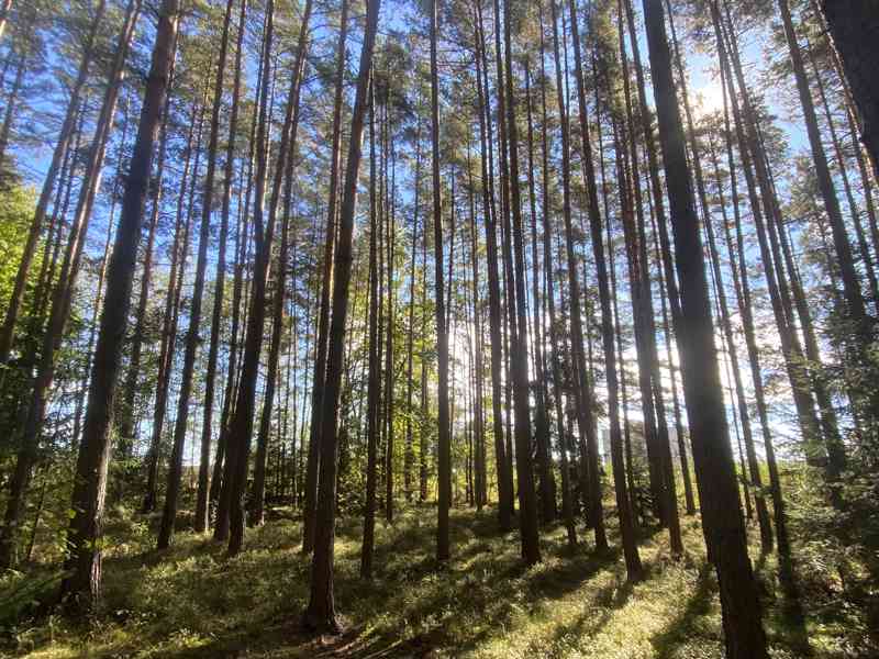 Lesní pozemek Žíšov u Veselí nad Lužnicí - foto 6