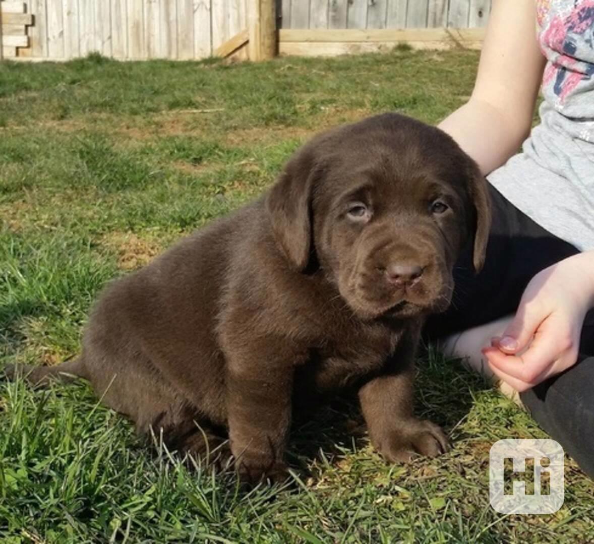 Štěně labradorského retrívra - foto 1