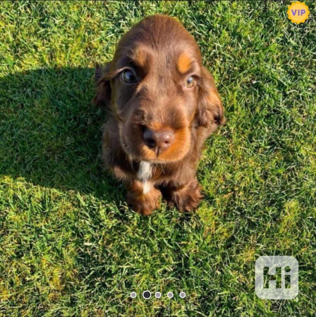 🐶 Rozkošná štěňátka kokršpaněla - foto 1