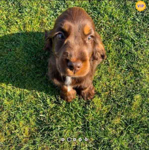 🐶 Rozkošná štěňátka kokršpaněla