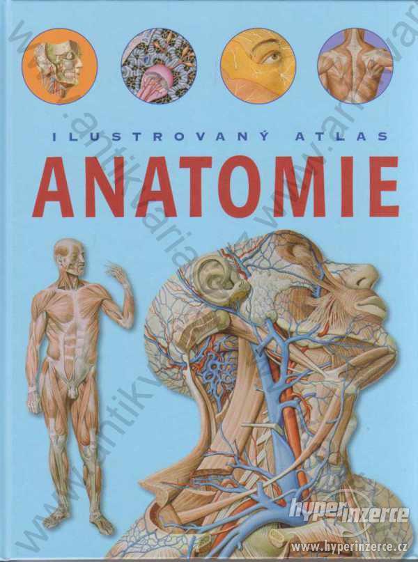 Ilustrovaný atlas anatomie Adriana Rigutti SUN - foto 1