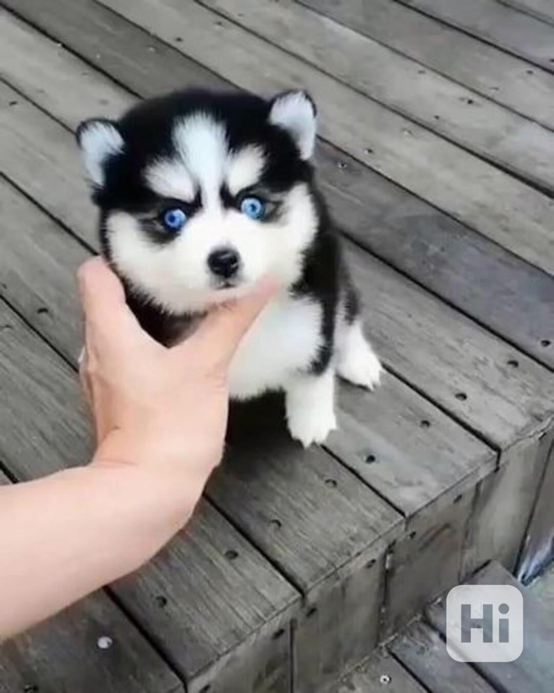 štěňata sibiřského huskyho k adopci - foto 1