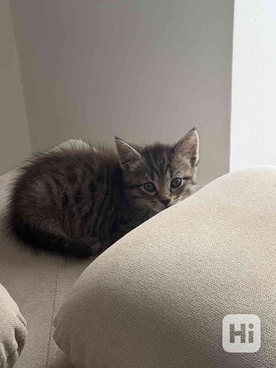 Mainská mývalí  - foto 1