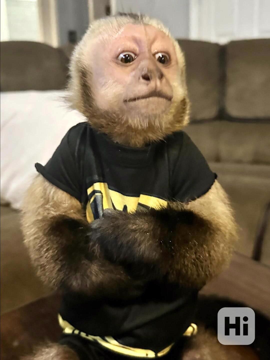 Inteligentní kapucínská milá miminka - foto 1