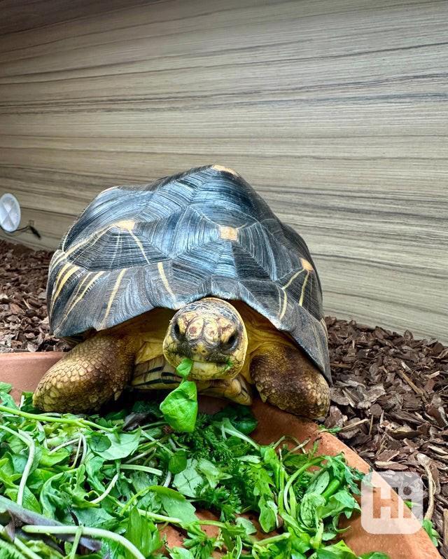 Krásné vyzařované na prodej - foto 1