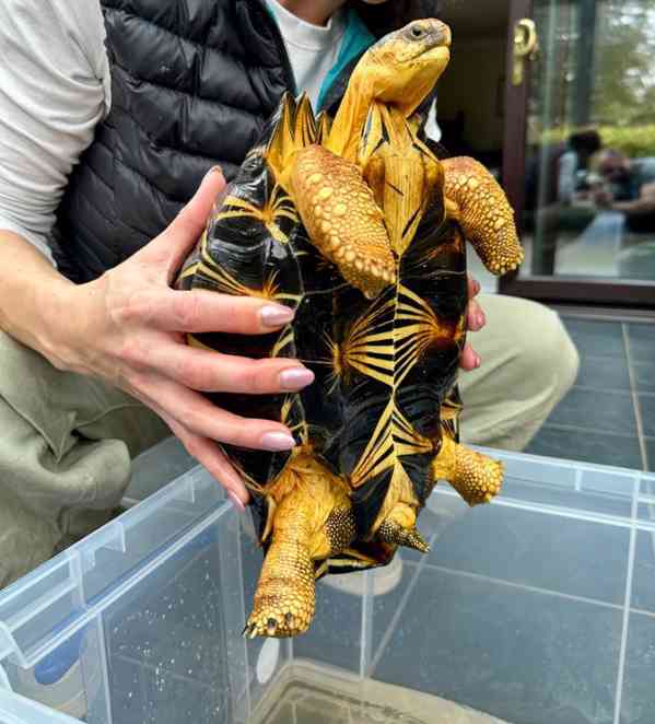 Krásné vyzařované na prodej - foto 2