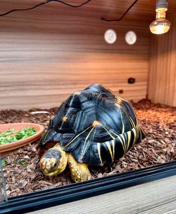 Krásné vyzařované na prodej - foto 4